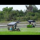 Maschinen zum Pflanzen von Reis